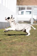 PÖTYI, Hund, Englische Bulldogge-Dalmatiner-Mix in Bad Wünnenberg - Bild 11