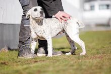 PÖTYI, Hund, Englische Bulldogge-Dalmatiner-Mix in Bad Wünnenberg - Bild 12