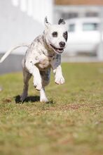 PÖTYI, Hund, Englische Bulldogge-Dalmatiner-Mix in Bad Wünnenberg - Bild 13