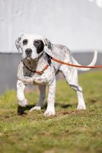 PÖTYI, Hund, Englische Bulldogge-Dalmatiner-Mix in Bad Wünnenberg - Bild 15