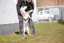 PÖTYI, Hund, Englische Bulldogge-Dalmatiner-Mix in Bad Wünnenberg - Bild 16