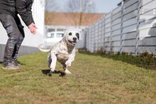 PÖTYI, Hund, Englische Bulldogge-Dalmatiner-Mix in Bad Wünnenberg - Bild 18