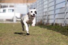 PÖTYI, Hund, Englische Bulldogge-Dalmatiner-Mix in Bad Wünnenberg - Bild 19