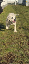 PÖTYI, Hund, Englische Bulldogge-Dalmatiner-Mix in Bad Wünnenberg - Bild 7