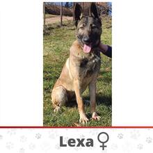 LEXA, Hund, Malinois in Bosnien und Herzegowina - Bild 1