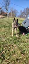 LEXA, Hund, Malinois in Bosnien und Herzegowina - Bild 2