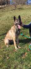 LEXA, Hund, Malinois in Bosnien und Herzegowina - Bild 3