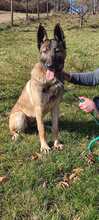 LEXA, Hund, Malinois in Bosnien und Herzegowina - Bild 6