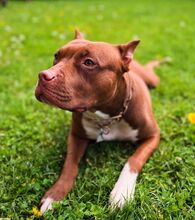 TOKYO, Hund, Pit Bull Terrier-Mix in Sehnde - Bild 1