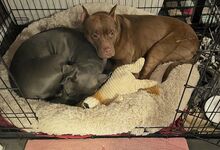 TOKYO, Hund, Pit Bull Terrier-Mix in Sehnde - Bild 6