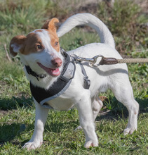 FAUSTO, Hund, Mischlingshund in Portugal - Bild 3