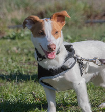 FAUSTO, Hund, Mischlingshund in Portugal - Bild 5