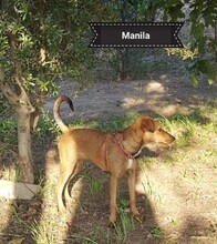 MANILA, Hund, Mischlingshund in Spanien - Bild 1