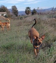 MANILA, Hund, Mischlingshund in Spanien - Bild 2