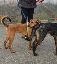 MANILA, Hund, Mischlingshund in Spanien - Bild 4