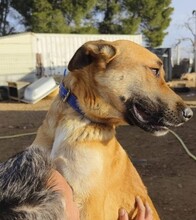 JACK, Hund, Mischlingshund in Spanien - Bild 4