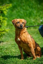 REBI, Hund, Mischlingshund in Ungarn - Bild 1