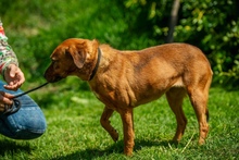 REBI, Hund, Mischlingshund in Ungarn - Bild 10