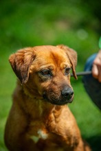 REBI, Hund, Mischlingshund in Ungarn - Bild 12