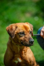 REBI, Hund, Mischlingshund in Ungarn - Bild 13