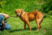 REBI, Hund, Mischlingshund in Ungarn - Bild 15