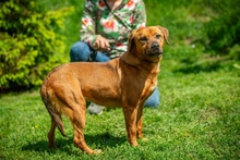 REBI, Hund, Mischlingshund in Ungarn - Bild 16