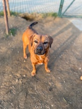 REBI, Hund, Mischlingshund in Ungarn - Bild 19