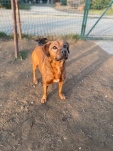 REBI, Hund, Mischlingshund in Ungarn - Bild 20