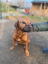 REBI, Hund, Mischlingshund in Ungarn - Bild 22