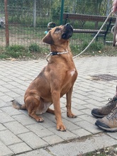 REBI, Hund, Mischlingshund in Ungarn - Bild 23