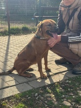 REBI, Hund, Mischlingshund in Ungarn - Bild 25