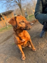 REBI, Hund, Mischlingshund in Ungarn - Bild 3