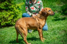 REBI, Hund, Mischlingshund in Ungarn - Bild 7