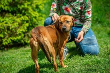 REBI, Hund, Mischlingshund in Ungarn - Bild 9