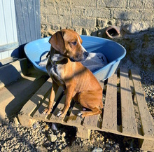 BUFALINA, Hund, Boxer-Mix in Italien - Bild 1