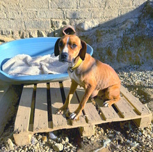 BUFALINA, Hund, Boxer-Mix in Italien - Bild 2