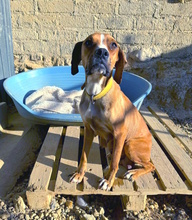 BUFALINA, Hund, Boxer-Mix in Italien - Bild 4