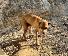 BUFALINA, Hund, Boxer-Mix in Italien - Bild 5