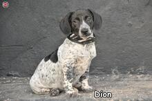 DION, Hund, Mischlingshund in Donzdorf - Bild 2