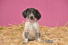 DION, Hund, Mischlingshund in Donzdorf - Bild 3