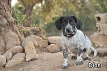 DION, Hund, Mischlingshund in Donzdorf - Bild 4