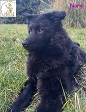 NORA, Hund, Mischlingshund in Köln - Bild 2