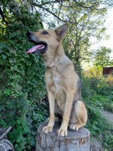 AGIRA, Hund, Deutscher Schäferhund-Mix in Rumänien - Bild 3