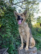 AGIRA, Hund, Deutscher Schäferhund-Mix in Rumänien - Bild 5