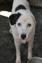 CARLA, Hund, Mischlingshund in Rumänien - Bild 3