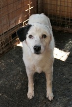 CARLA, Hund, Mischlingshund in Rumänien - Bild 4