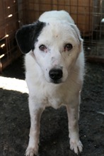 CARLA, Hund, Mischlingshund in Rumänien - Bild 5