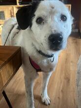 CARLA, Hund, Mischlingshund in Wolfschlugen