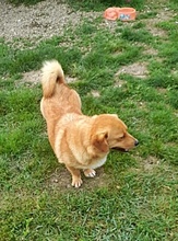 DAIZY, Hund, Mischlingshund in Rumänien - Bild 11