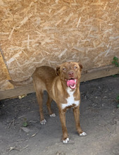 BIJOU, Hund, Mischlingshund in Rumänien - Bild 1